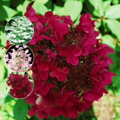 Гортензія Wim's Red 1річні