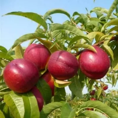 Нектарин "Хемус"