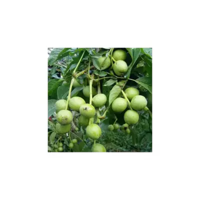 Горіх "Кочерженко" 1-річний