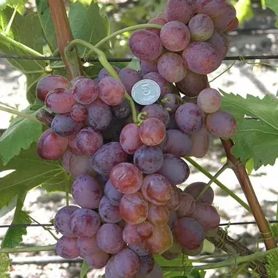 Виноград "Кардинал"