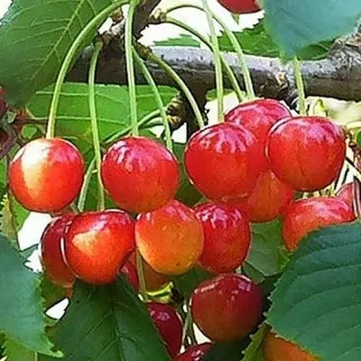 Черешня "Любава"