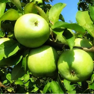 Яблуня "Ренет Симиренка"