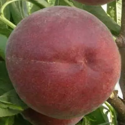 Персик "Роял Меджик"