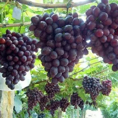Виноград "Низина"
