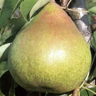 Груша "Карола"