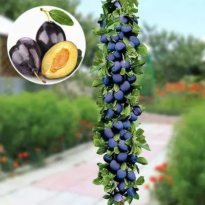 Слива колоновидна "Імперіал"