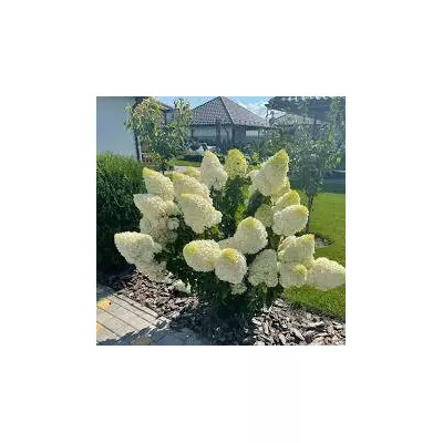 Гортензія Полярний ведмідь 1но річна