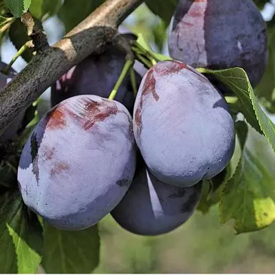 Слива "Амерс"