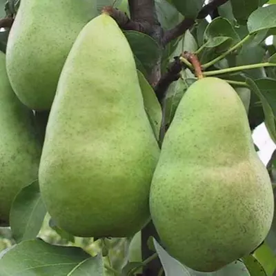 Груша "Амфора"