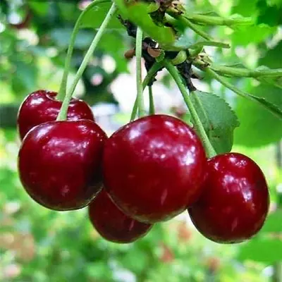 Вишня "Лотовка"