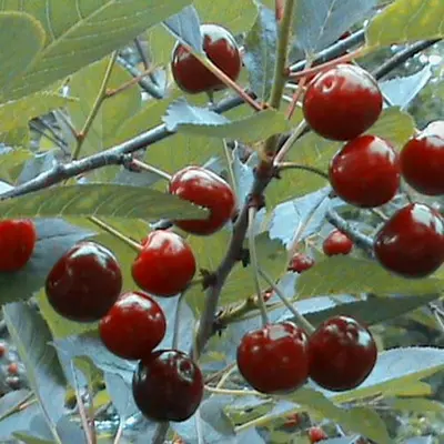 Вишня "Жадана"