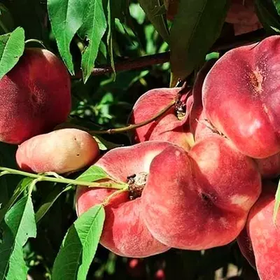 Персик "Нікітській", інжирний