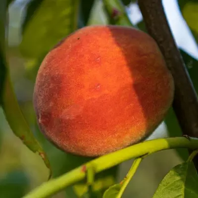 Персик "Спрінг Леді"