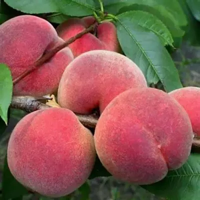 Персик "Лауреат" ( ВКС )