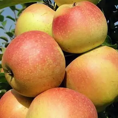 Яблуня "Тодес"