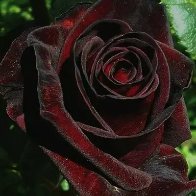 Троянда Чорна магія