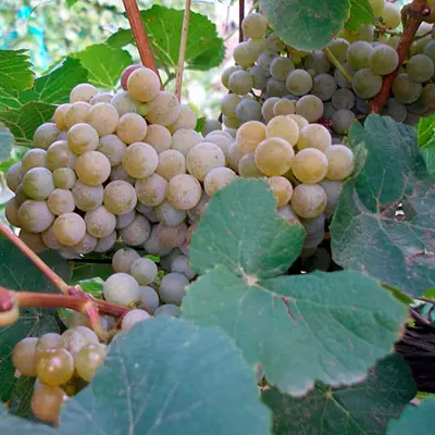 Виноград "Дублянський"