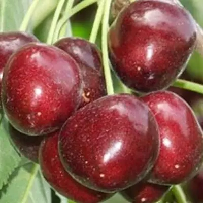 Черешня "Наполеон"