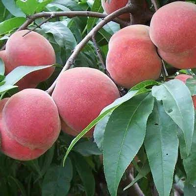 Персик "Ерлі Роял Ві"