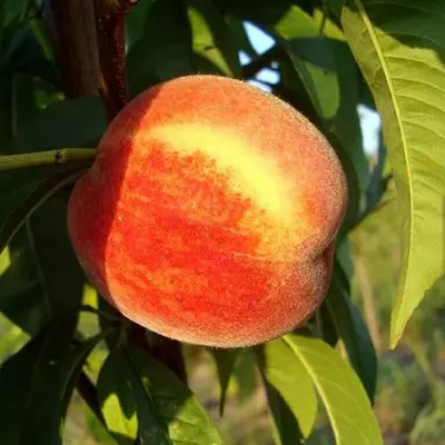 Персик "Манон"
