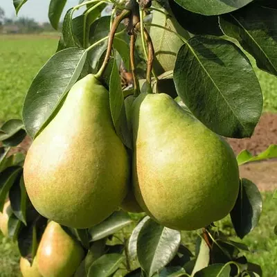 Груша "Лагодна"
