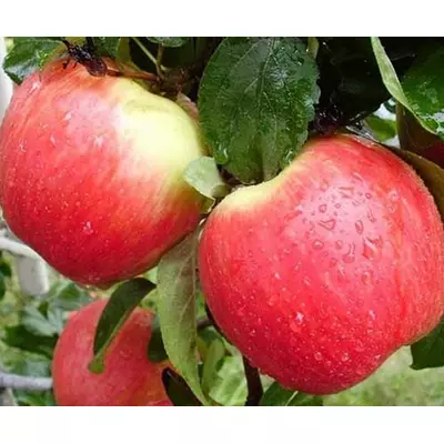 Яблуня "Ерлі Женева"