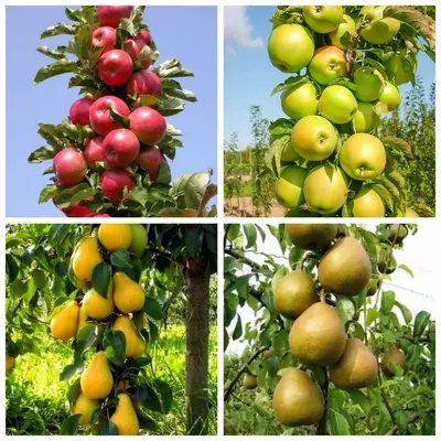 Комплект колоновидних дерев