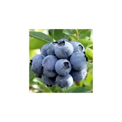 Лохина "Дюк" 4-річна