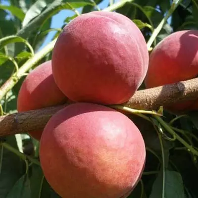 Персик "Роял Джим"