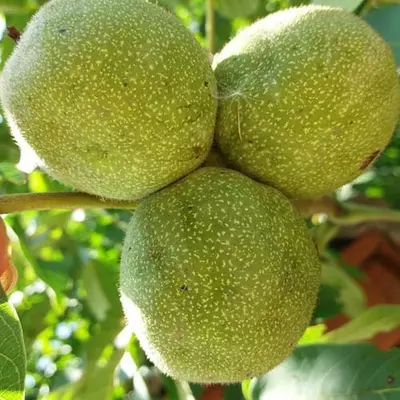 Горіх "Ідеал" 3 - річний