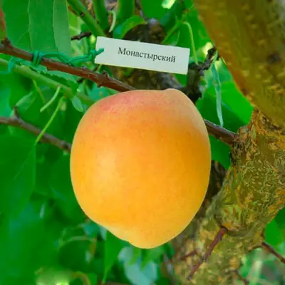 Абрикос "Монастирський"