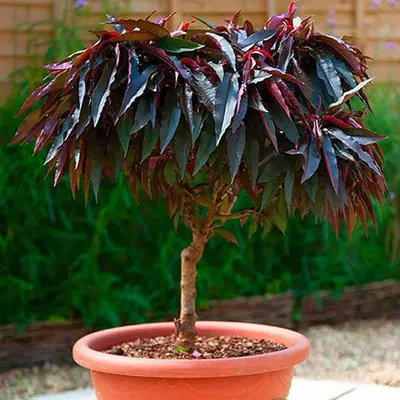 Персик колона "Хоней Ред"